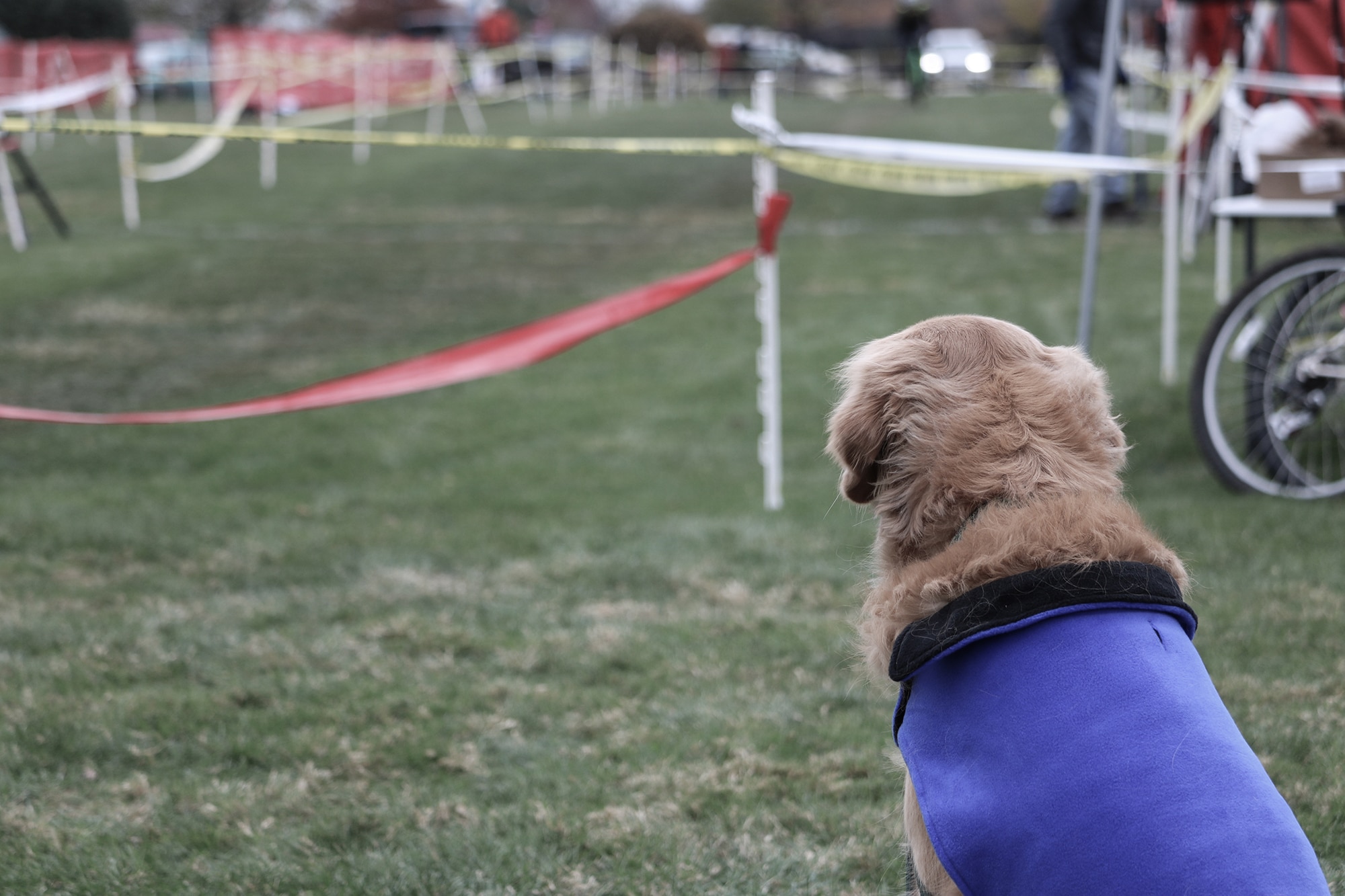 Dog watching Chicago Cross Cup